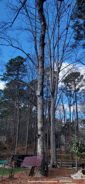 Tree service project photo 1